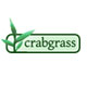 Crabgrass