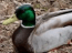Duck Screen Saver
