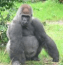 Gorilla Screen saver