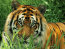 Tigre acechando