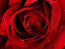 Una rosa roja para ti