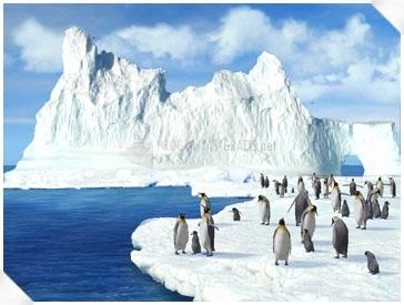 screenshot-3D Penguins Screensaver-1
