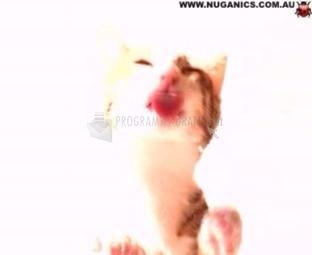 screenshot-Cat Licking Screensaver-1