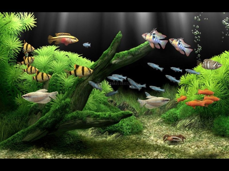 screenshot-Dream Aquarium XP Screensaver-1
