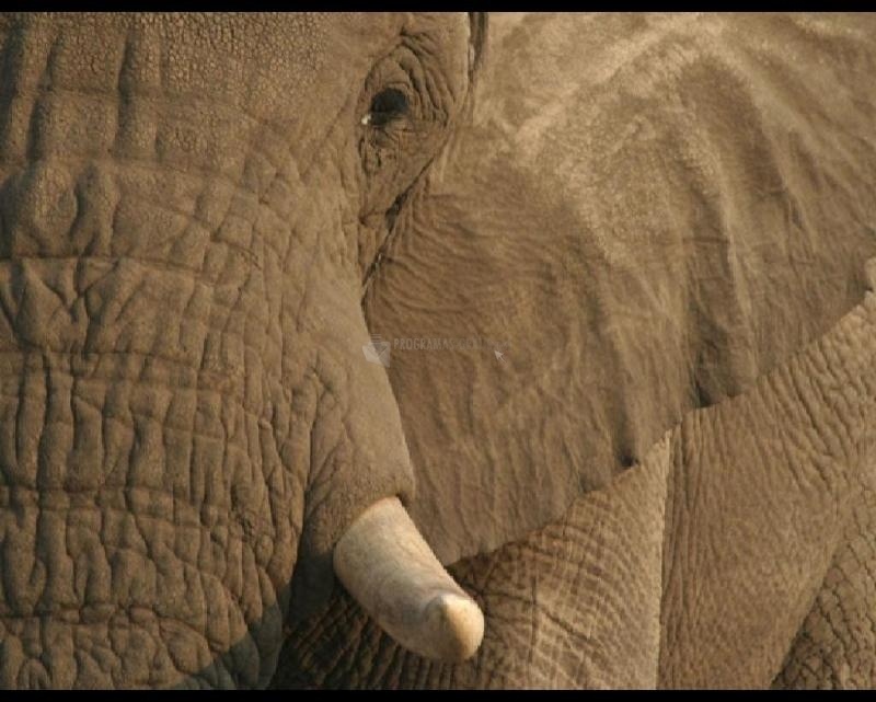 screenshot-Elephant Screen Saver-1