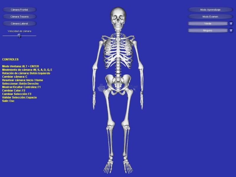 screenshot-Esqueleto 3D-1