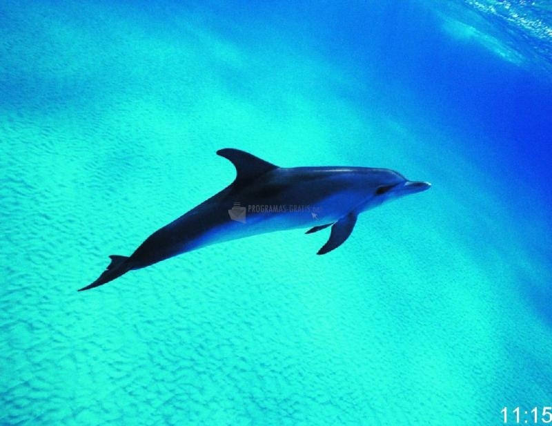 screenshot-Free Dolphin Picture Screensaver-1