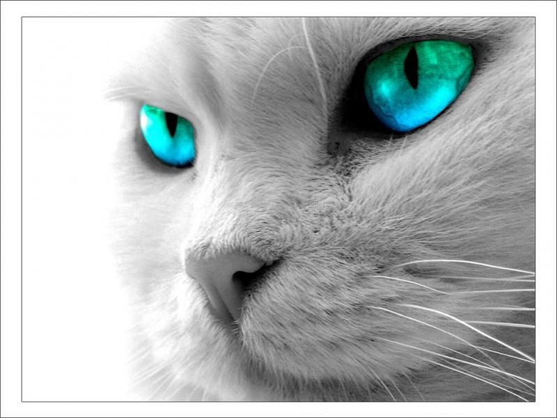 screenshot-Gato de mirada intensa-1