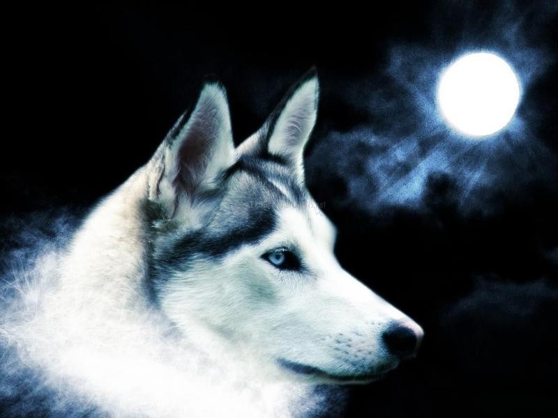 screenshot-Lobo a la luz de la luna-1