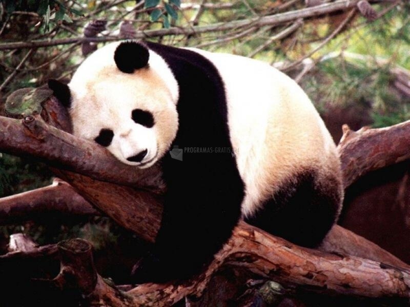 screenshot-Oso panda durmiendo-1