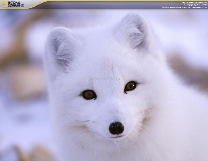 screenshot-Polar Animals Screensaver-1