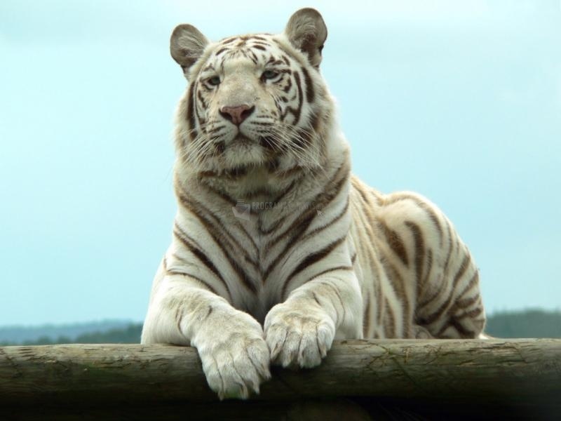 screenshot-Tigre albino-1