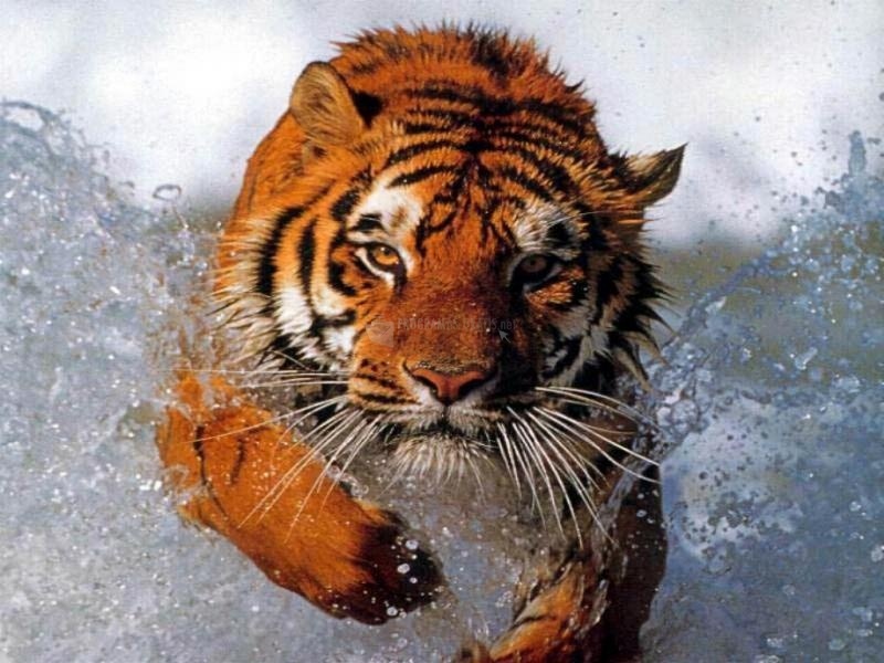 screenshot-Tigre nadando-1