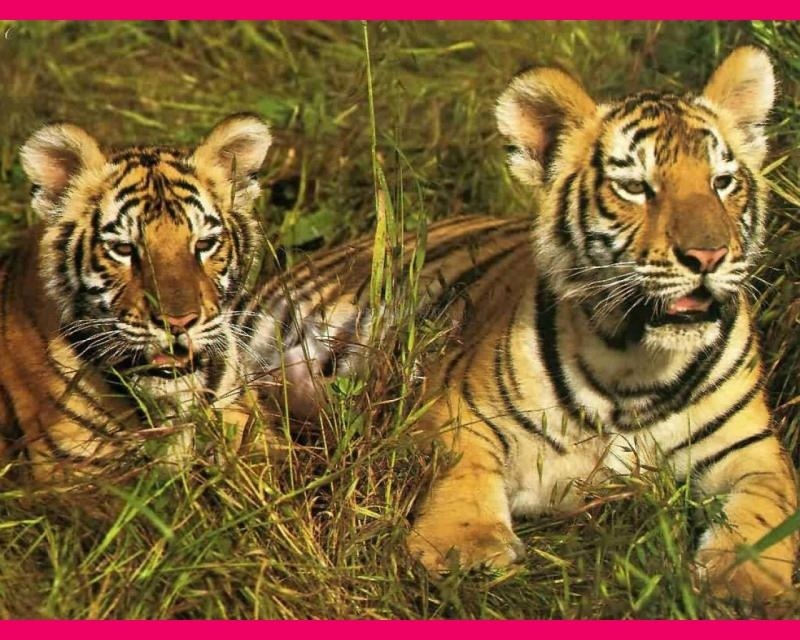 screenshot-Tigres de Bengala-1