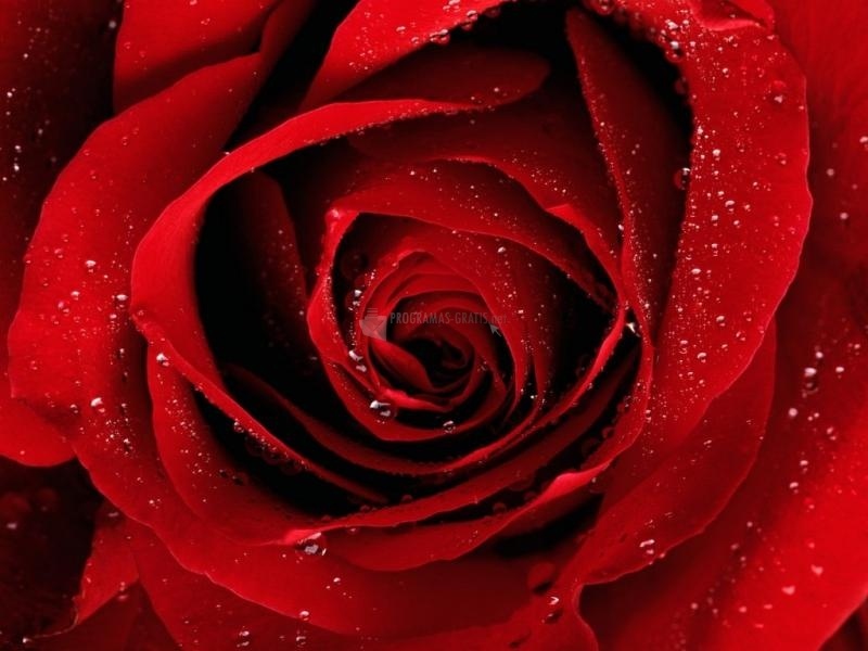 screenshot-Una rosa roja para ti-1