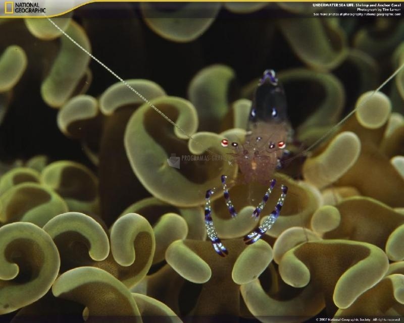screenshot-Underwater Sea Life Screensaver-1
