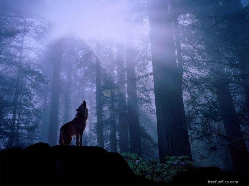 screenshot-Wolf in a Forest-1